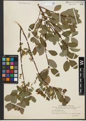Foto von Salix starkeana Willd.